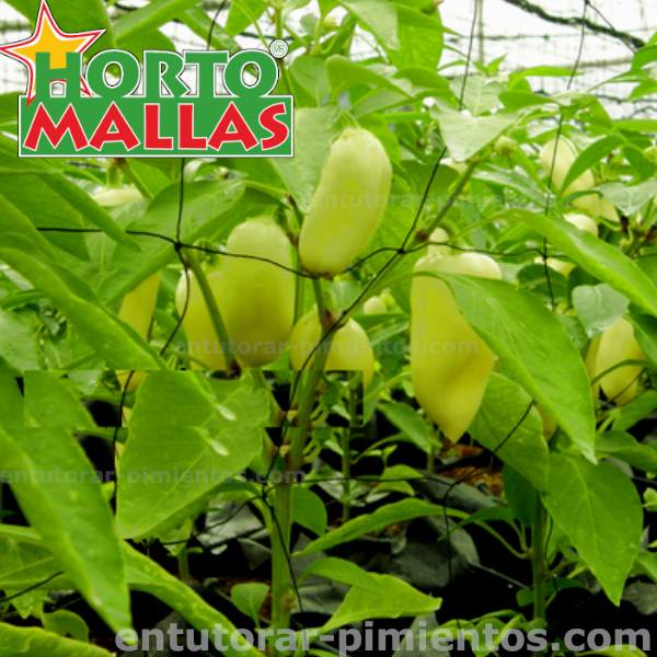 HORTOMALLAS, pepper adapted to greenhouse production with a trellis grid or with some kind of trellis.